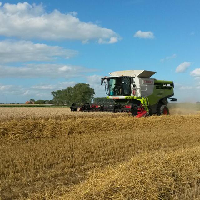 Dorsen van tarwe met Claas Terra Trac 760