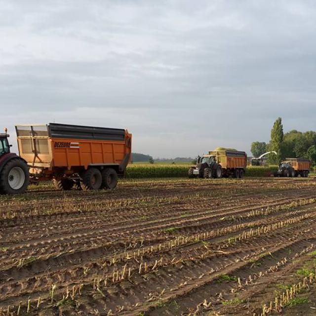 Hakselen maïs Claas Jaguar 950 met Dezeure Silocruiser en Valtra T194