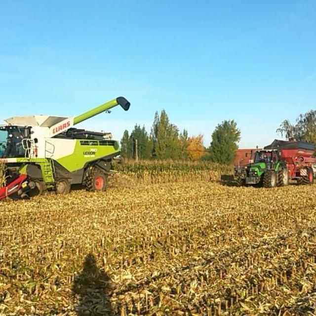 Dorsen maïs Claas Terra Trac 760 met overlaadwagen Horsch
